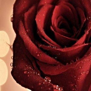 Meet your Posher, Rose